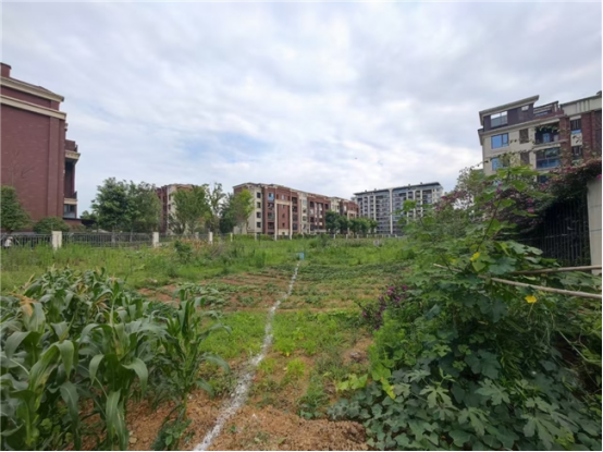 城乡“边角料”变身“幸福场”:新津区闲置地整治绘就“净优亮美”新图景1283